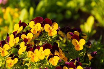 Purple and yellow pansy flowers