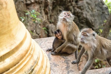 Monkey holding a baby in Tiger Cave Temple Krabi Thailand