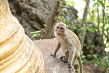 Monkey in Tiger Cave Temple Krabi Thailand