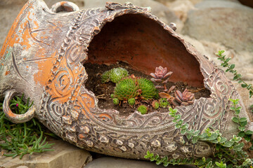 Old wine pitcher with succulents