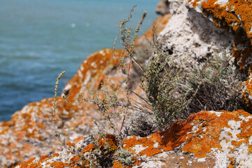 wormwood on a stone overgrown with lichen
