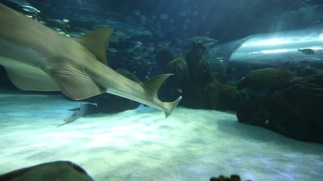 Sawshark swims through bottom of aquarium