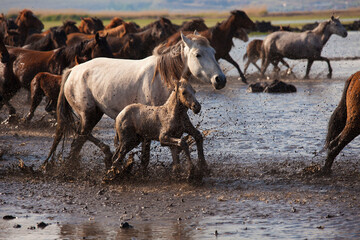 Obraz na płótnie Canvas Lots of horses are running in the mud and splashing the mud. Wild horses are running.