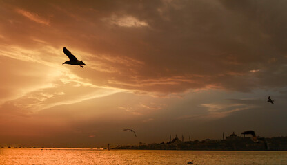 Seagull flying over the sea in a reddish sky with clouds in Istanbul. Picture taken from the ferry.