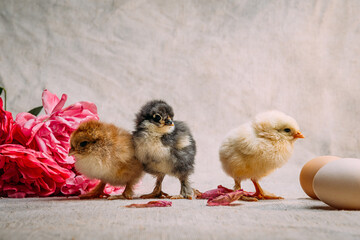 newborn Chicks on a light background with eggs and bright pink flowers for a greeting card...