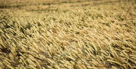 Getreidefeld, Weizenfeld