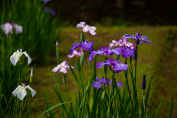 Fototapeta premium 花菖蒲