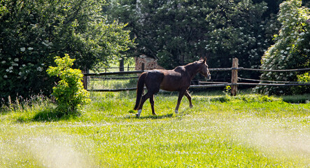 Pferd, Brown Horse auf dem Feld