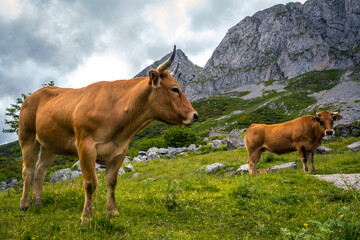 Fototapeta na wymiar Dos vacas en los pastos de verano de las montañas.
