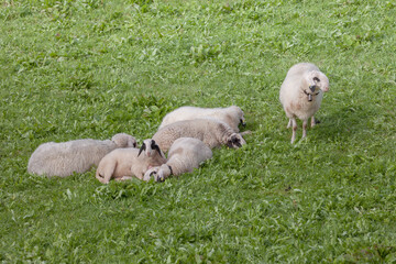 Obraz premium Brillenschaf sheep in an Italian mountain pasture