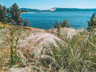White grass on a hot summer day