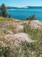 White grass on a hot summer day