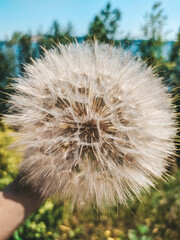 Dandelion in the forest on the background of the Volga river