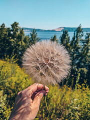 Dandelion in the forest on the background of the Volga river