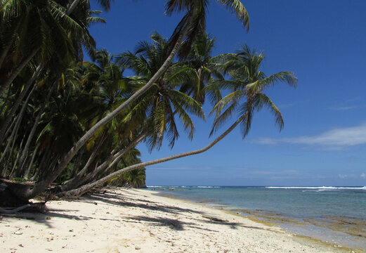 palmeras en la playa paraíso dominicano