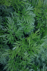 background of green bitter wormwood close up