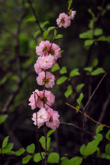branch with pink beautiful spring flowers close up