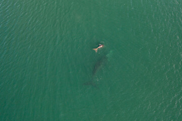 Obraz premium Overhead aerial view of a Southern Right Whale and her calf in the waters off of Cape Town, South Africa. 