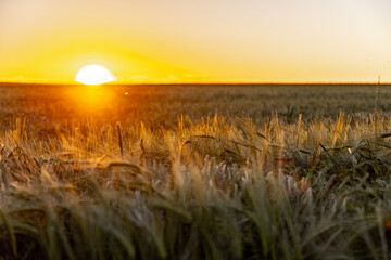 Sonnenuntergang über den Ackerfeldern in Deutschland, Getreidefeld