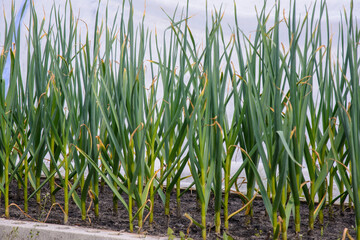 Fototapeta premium Spring crop - feathers of green onions and garlic grow in the garden.