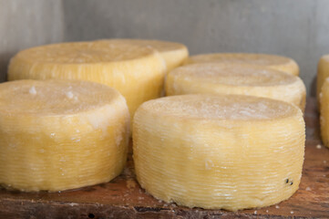 Fototapeta na wymiar Salad block of tuma cheese on a wooden shelf during the aging process
