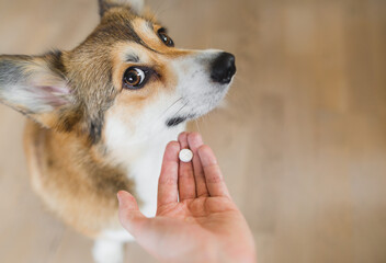 Welsh corgi pembroke sick dog receiving a medifaction in a pill, lookng to the camera. hand with a...
