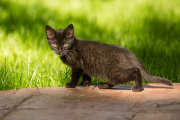 Obraz premium Black cat