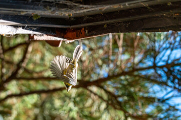 Low angle view of adult bluetit, Cyanistes caeruleus, flying away from nestlings in roof space