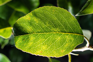 close up of green leaf