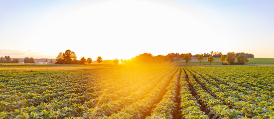 Salatfeld bei Sonnenuntergang, Gemüse Ackernbau