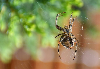 Close up of cross spider