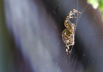 Close up of cross spider