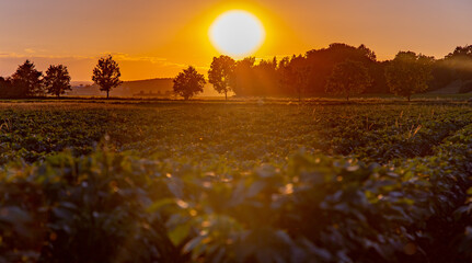 Salatfeld bei Sonnenuntergang, Gemüse Ackernbau