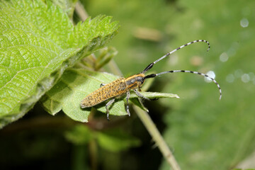 piccolo cerambicida (Agapanthia villosoviridescens)
