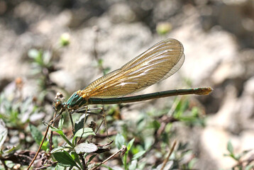 (Calopteryx virgo)
