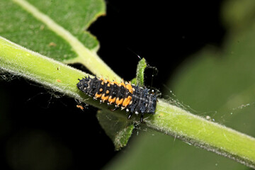 larva di coccinella (Harmonia axyridis)