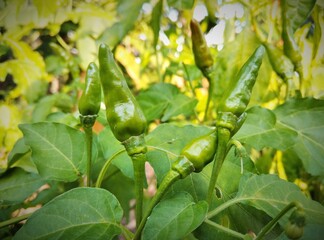 tree of green chili plants for background