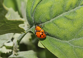 piccole coccinelle (Hippodamia variegata) in accoppiamento)