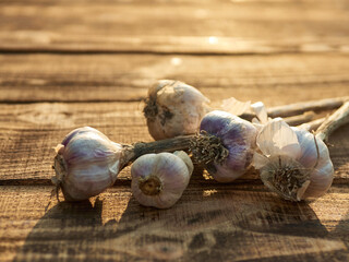 Organic garlic harvest on wooden background. Immunity improves Vegetables