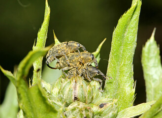 complicato accoppiamento tra curculionidi (Larinus turbinatus)