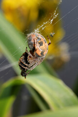 ragno tessitore (Larinoides cornutus - femmina) che immobilizza una preda