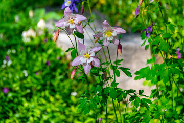 Columbines in Bloom in Steamboat Springs Botanical Garden
