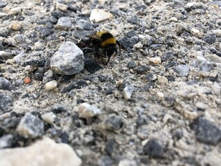bumblebee