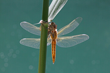 libellula bruna (Libellula fulva - femmina) appena terminata la metamorfosi, stende le ali per il...