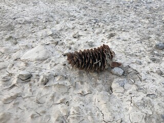 pine cone