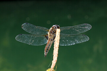 libellula bruna (Libellula fulva - maschio)