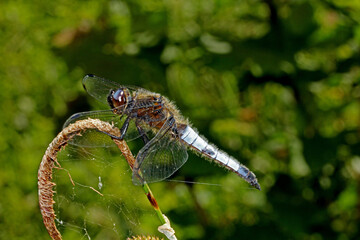 libellula azzurra (Libellula fulva - maschio)