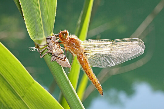 libellula bruna (Libellula fulva - femmina) appena terminata la metamorfosi, ancora aggrappata alla spoglia larvale