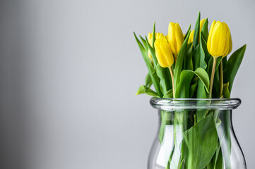 Transparent vase with yellow tulips on a gray background. Side view. Copy space
