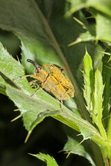 curculionidi (Lixus pulverulentus) in accoppiamento